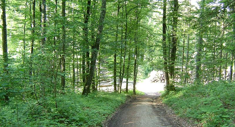 Heilung,Hoffnung,Wald,Licht.Rettung,Gesundheit